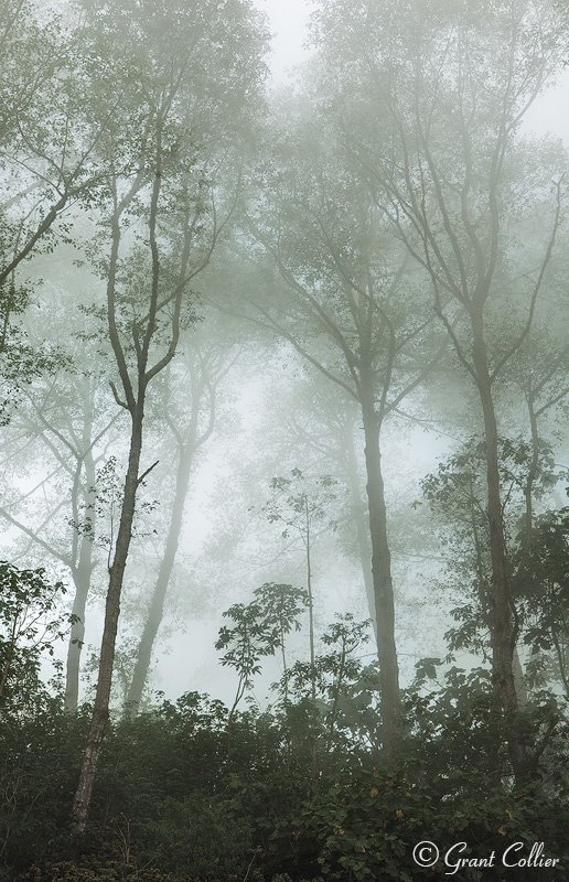 Costa Rica rainforest, trees, fog