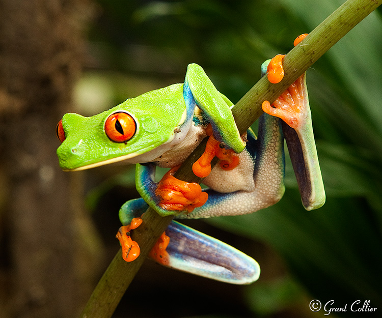 Red Eyed Tree Frog, Arenal Eco Zoo, Costa Rica