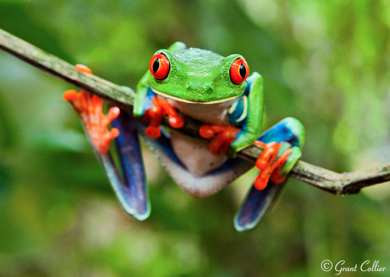 Red Eyed Treefrog in rainforest in Costa Rica