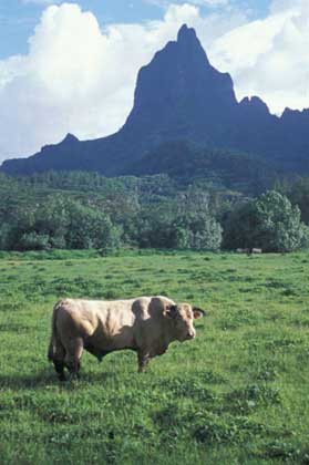 Cow Pasture, Mount Rotui, Tahiti