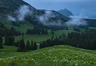 Wildflowers below Crested Butte