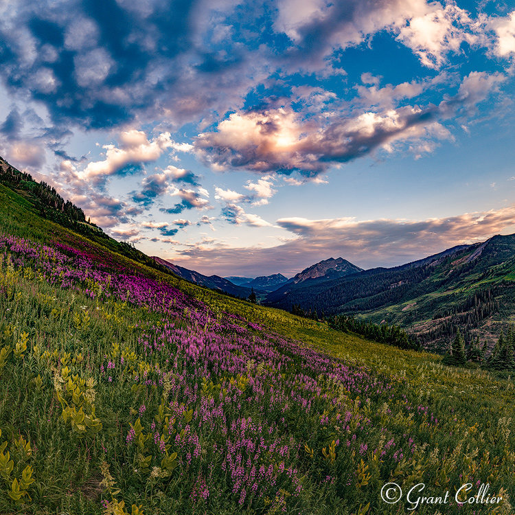 Wildflowers grow high above Gothic Mountain near Crested Butte. Dramatic clouds float in the sky.