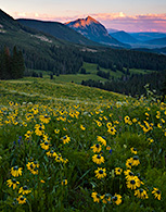 Wildflowers above Crested Butte, Colorado