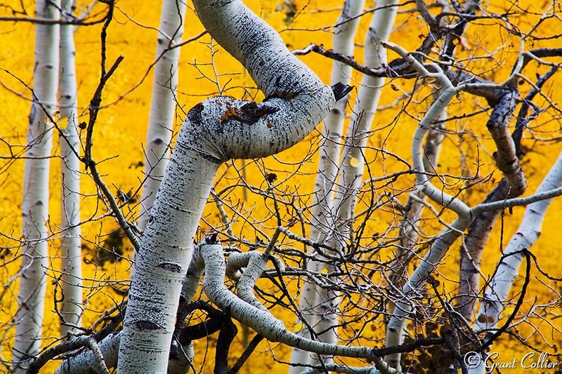 Crooked Aspen Trees, autumn, fall, Owl Creek Pass