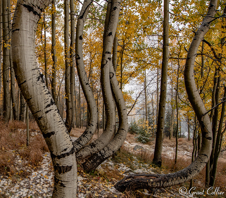 Twisted Aspen Trees, Colorado