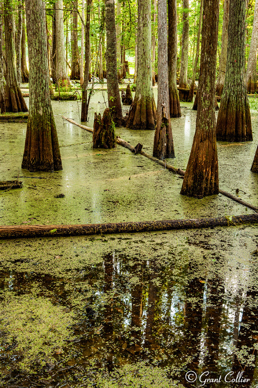 Florida Cypress Trees