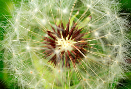 Dandelions, close ups, photos
