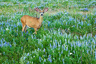 deer, Roxborough State Park