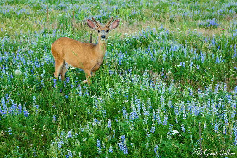 deer, wildlife, wildflowers, Denver
