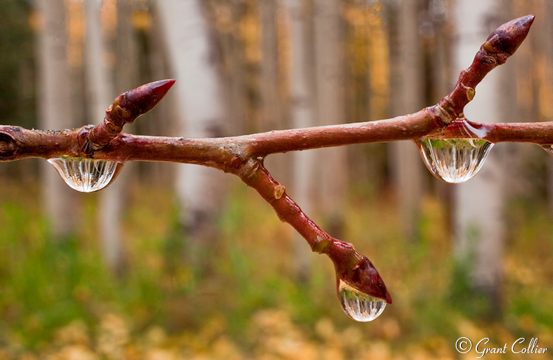 Dew Drops, Colorado fall photos