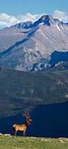 elk below Longs Peak