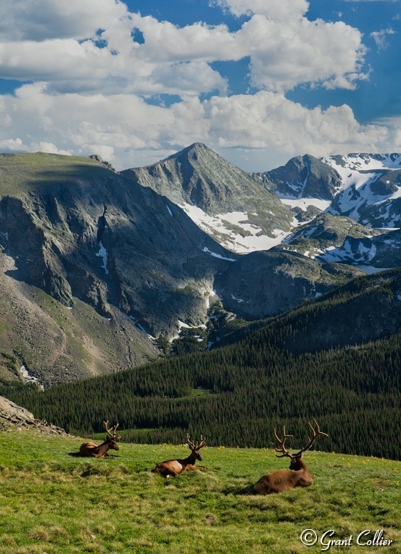 Elk, Rocky Mountain National Park, Colorado