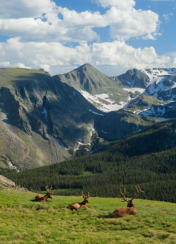 elk, Rocky Mountain National Park