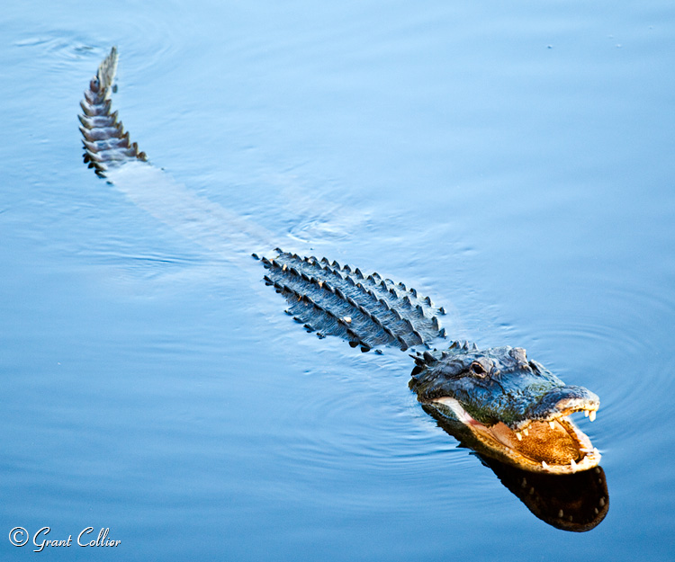 Alligators, Florida wildlife, river