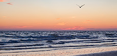 seagull over Florida ocean