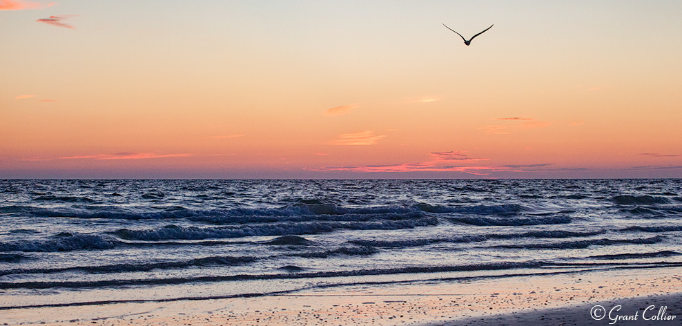 Florida beaches, seagulls, Honeymoon Island