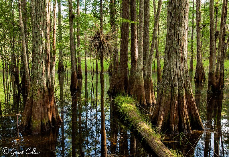 Florida Cypress Trees