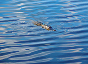 Florida Gators, Myakka River