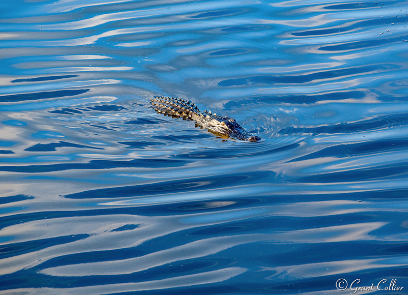 Alligators, Myakka River, Florida