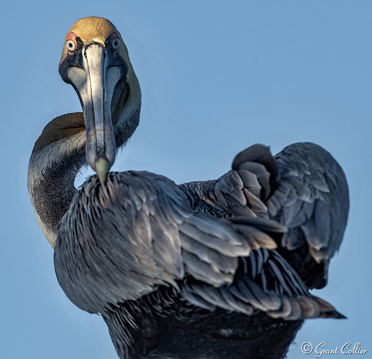 Pelican, Florida avian photography, Islamorada