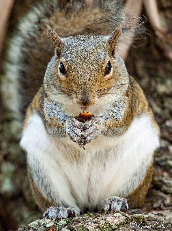 Squirrel eating a nut on a tree.