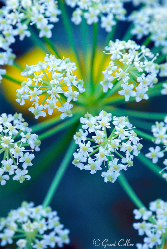 Wildflowers, close-up, San Juan Mountains, Silverton, Colorado