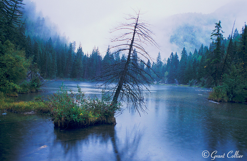 Lizard Lake, Elk Mountains, fog, dead tree