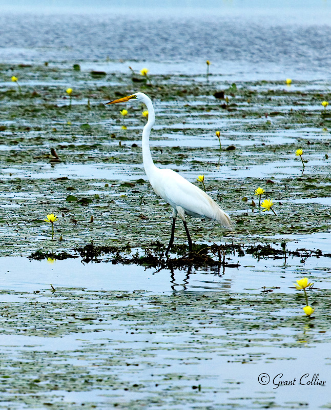 Great White Egret and Water Lilies