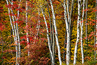 Birch Trees, Groton State Forest