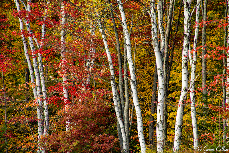 Groton State Forest, Vermont, Birch Trees, New England