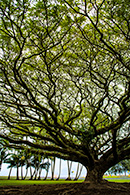 Big Island, Hilo, Hawaii, tree