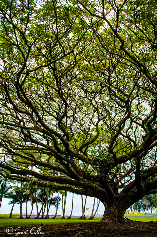 Hilo, Hawaii, Albizio trees, island