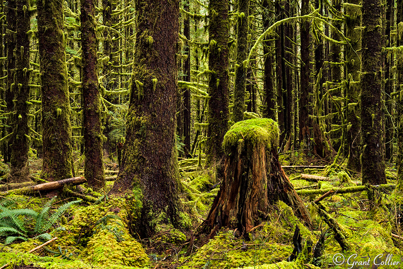 Hoh Rain Forest, Olympic National Park, moss-covered trees