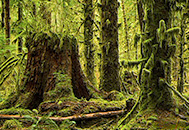 Hoh Rain Forest, large tree stump