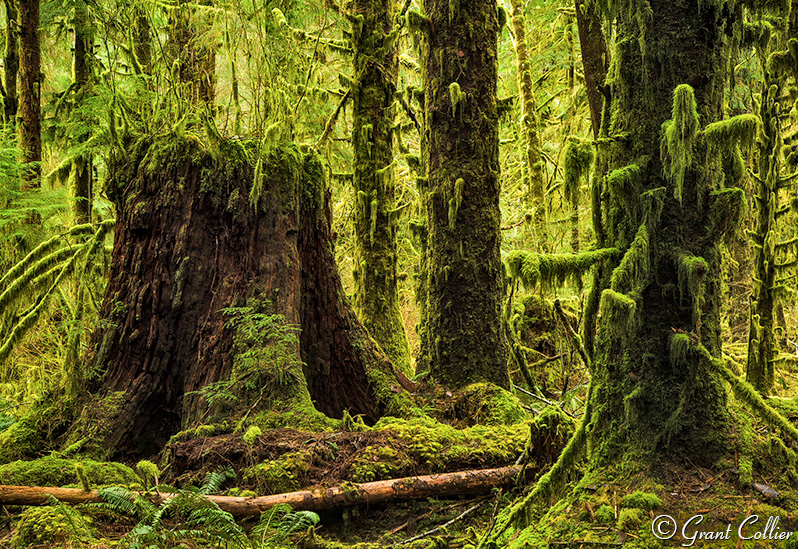 Hoh Rain Forest, large tree stumps, moss, Washington