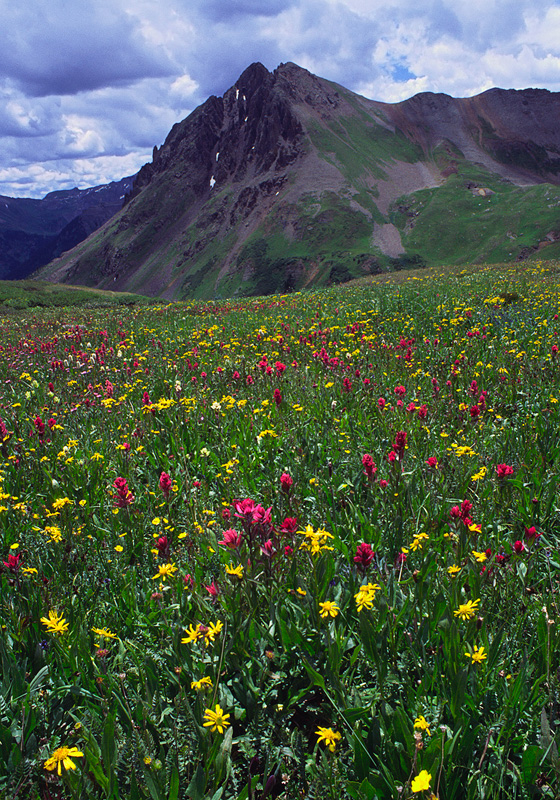 Wildflowers, Yankee Boy Basin, Indian Paintbrush, Sunflowers, Ouray, Colorado, Yankee Boy Basin