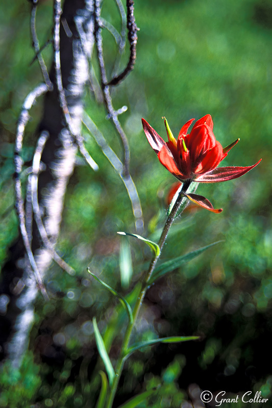 Wildflowers, Indian Paintbrush, Rocky Mountain National Park, Colorado