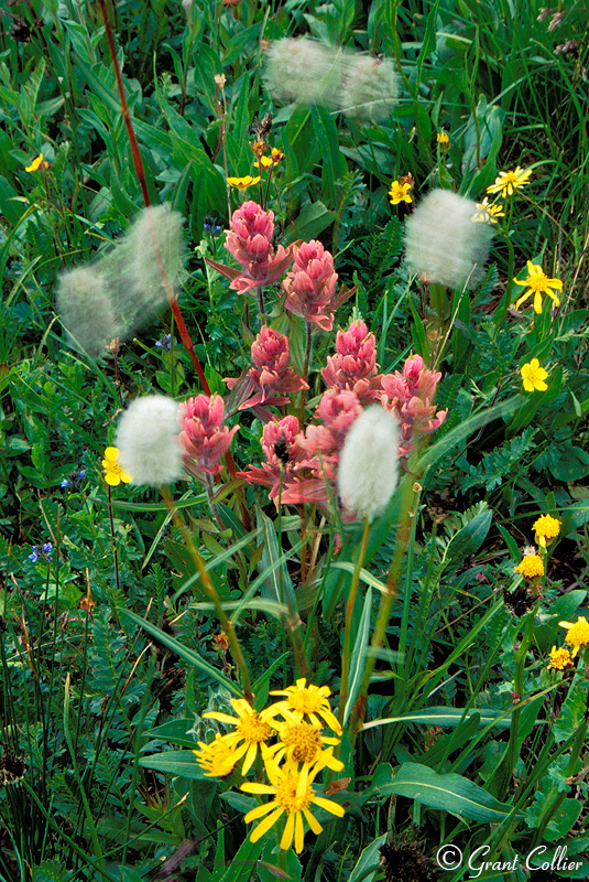 Indian Paintbrush, etc.