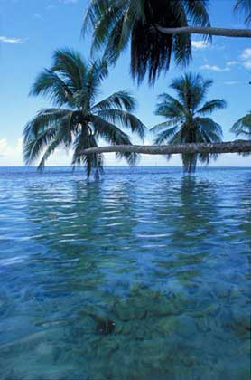 Island Palms, Tahiti, seaside, Oceania