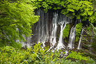 Shiraito Waterfall, foliage