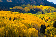 dirt road through aspen trees