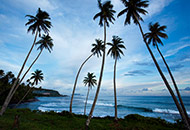 Upolu Island, palm trees
