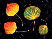 Orange, Green, Golden Aspen Leaves