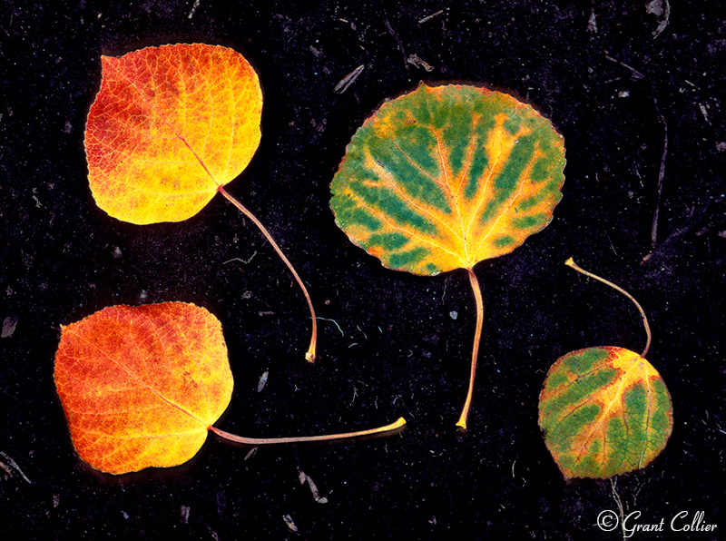 Changing Leaves, Colorado wilderness, macro images