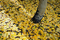 Carpet of Leaves, Aspen Trees, Dallas Divide, Colorado