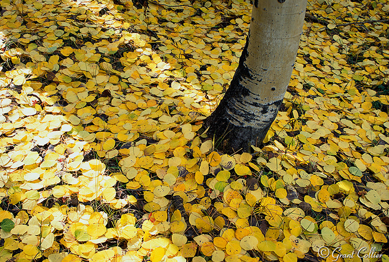 Aspen Leaves, Aspen Trees, San Juan Mountains, Fall Colors, Colorado