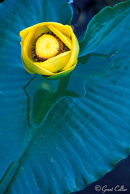 Lily Pad, pond, flower, lake, San Juan Mountains