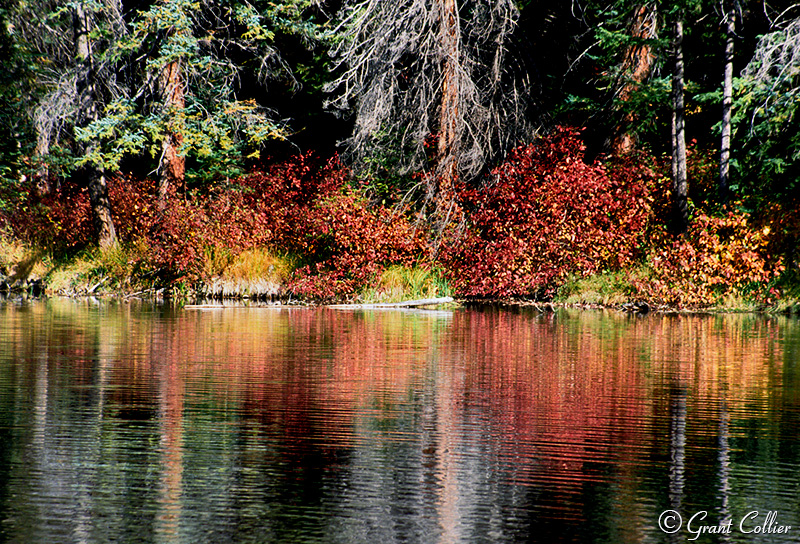 Lizard Lake, Elk Mountains, fall foliage