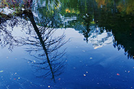 Lizard Lake, reflection of trees
