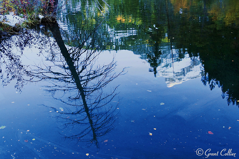 Lizard Lake, reflections, old tree, fall colors